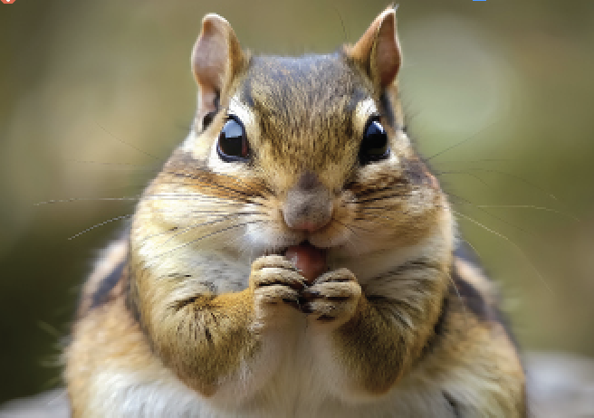 AACC psychology professor Jarred Jenkins found that chipmunks appreciate food more if they’ve worked hard for it—just like humans.